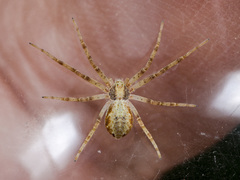 Philodromus cespitum