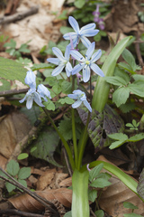Scilla monanthos