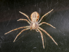Philodromus cespitum