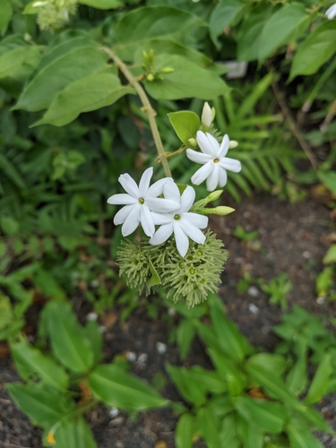 Jasminum multiflorum
