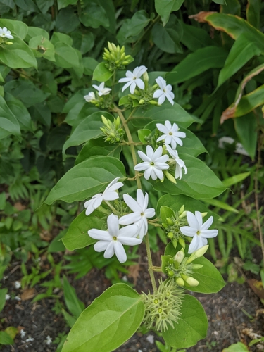 Image of Jasminum multiflorum by no rights reserved