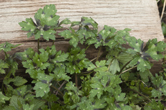 Ranunculus grandiflorus