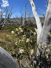 Pimelea ligustrina ciliata