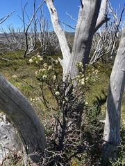 Pimelea ligustrina ciliata