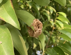 Cryptotympana atrata