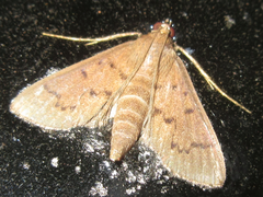 Pyraloidea