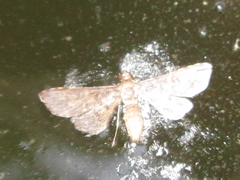 Lepidoptera