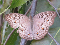 Junonia atlites