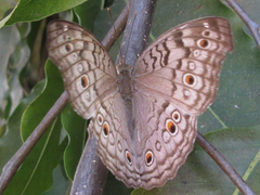 Junonia atlites
