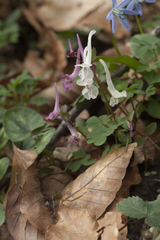 Corydalis caucasica