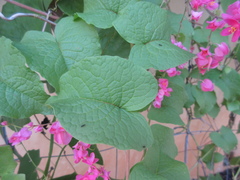 Antigonon