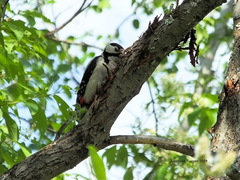 Dendrocopos major