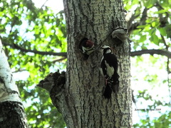 Dendrocopos major