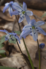 Scilla monanthos