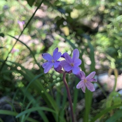 Tulbaghia maritima