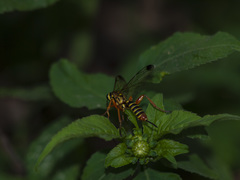 Echthromorpha
