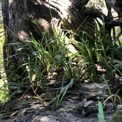 Tulbaghia maritima