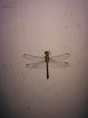 Diplacodes trivialis