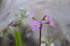 Primula pamirica
