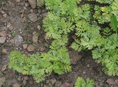 Artemisia franserioides