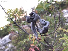 Pistacia terebinthus palaestina
