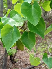 Adenia olaboensis image