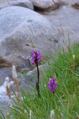 Dactylorhiza umbrosa