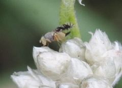 Euaresta bellula