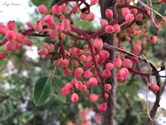 Pistacia terebinthus palaestina