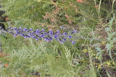 Delphinium andesicola