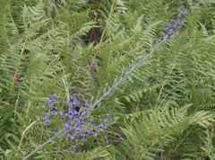 Delphinium andesicola