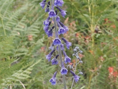 Delphinium andesicola