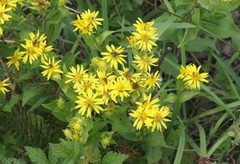 Oreochrysum parryi