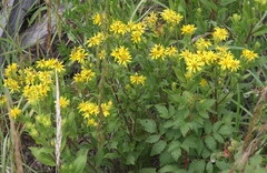Oreochrysum parryi