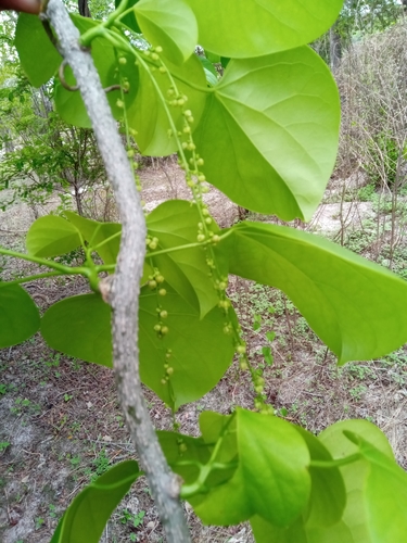 Tinospora uviforme image