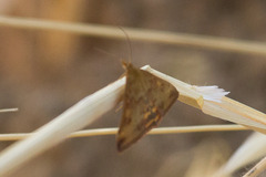 Pyrausta subsequalis