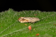 Glyphipteriginae