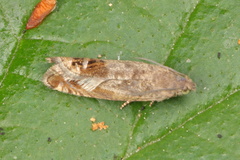 Glyphipteriginae
