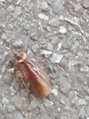 Periplaneta americana