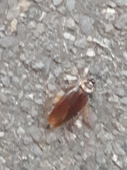 Periplaneta americana