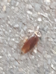 Periplaneta americana