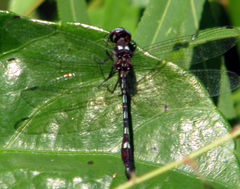 Macrothemis hemichlora