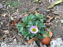 Erigeron glaucus
