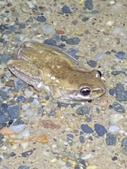 Litoria balatus