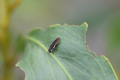 Agrilus hypoleucus
