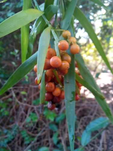 Flagellariaceae image