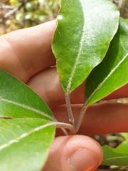 Pittosporum huttonianum