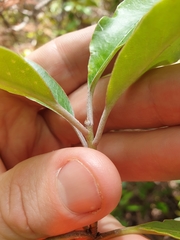 Pittosporum huttonianum
