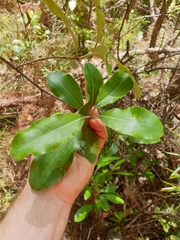 Pittosporum huttonianum