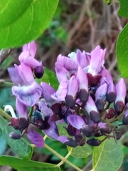 Millettia